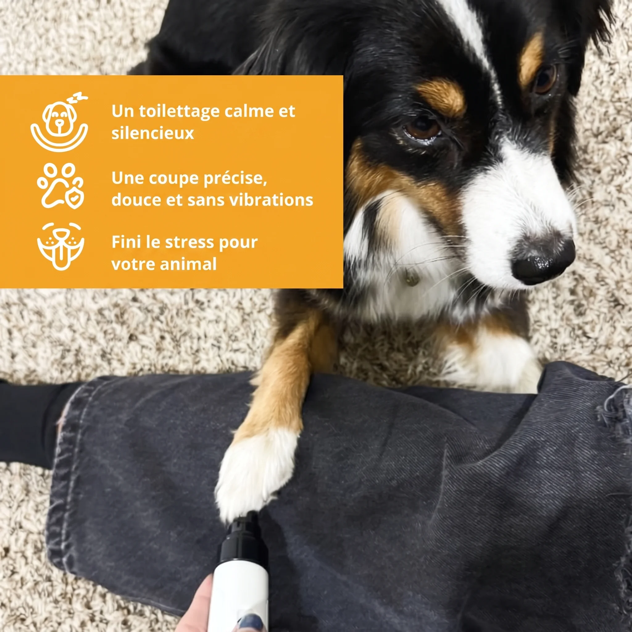 Coupe-Ongles Silencieux pour Chien Zevlo