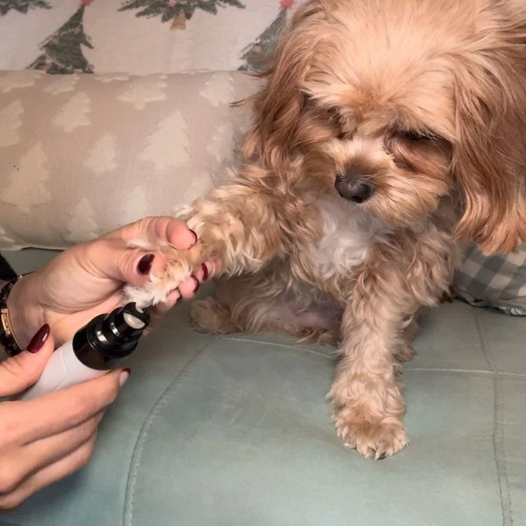 Coupe-Ongles Silencieux pour Chien Zevlo