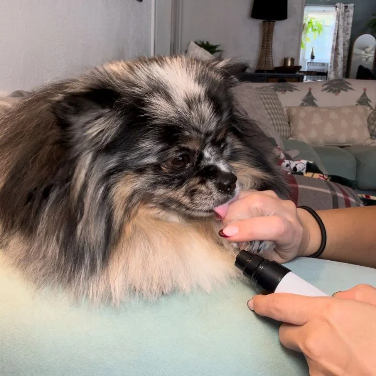 Coupe-Ongles Silencieux pour Chien Zevlo