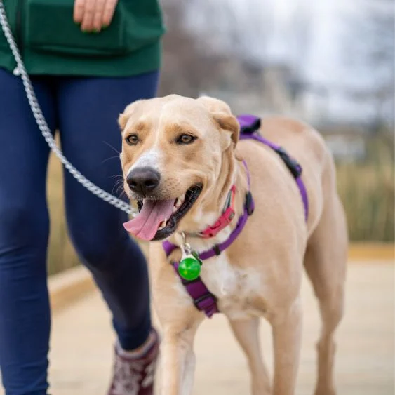 Chien en laisse en train de marcher