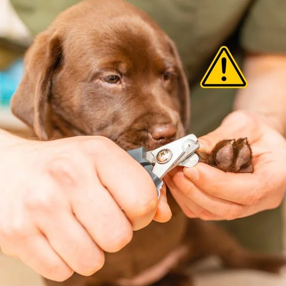 Coupe-griffes risquant de fendre la griffe d'un chiot