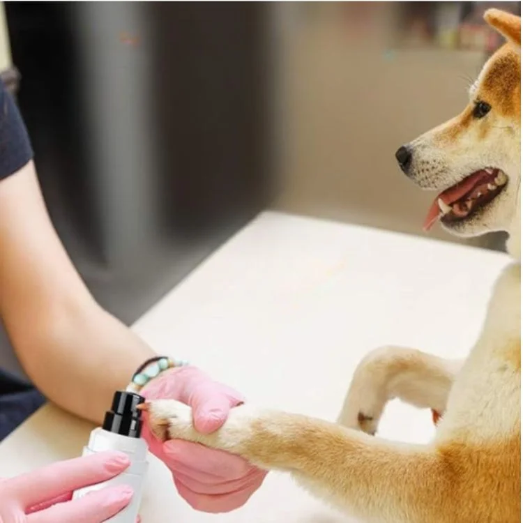Appareil rechargeable utilisé sur la patte d'un chien