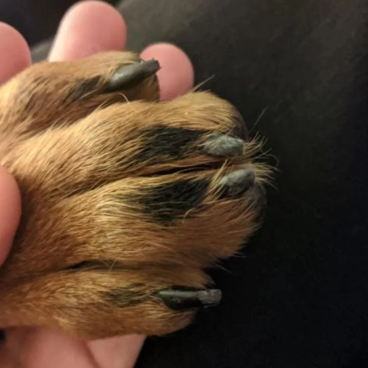 Gros plan sur les griffes d'un chien