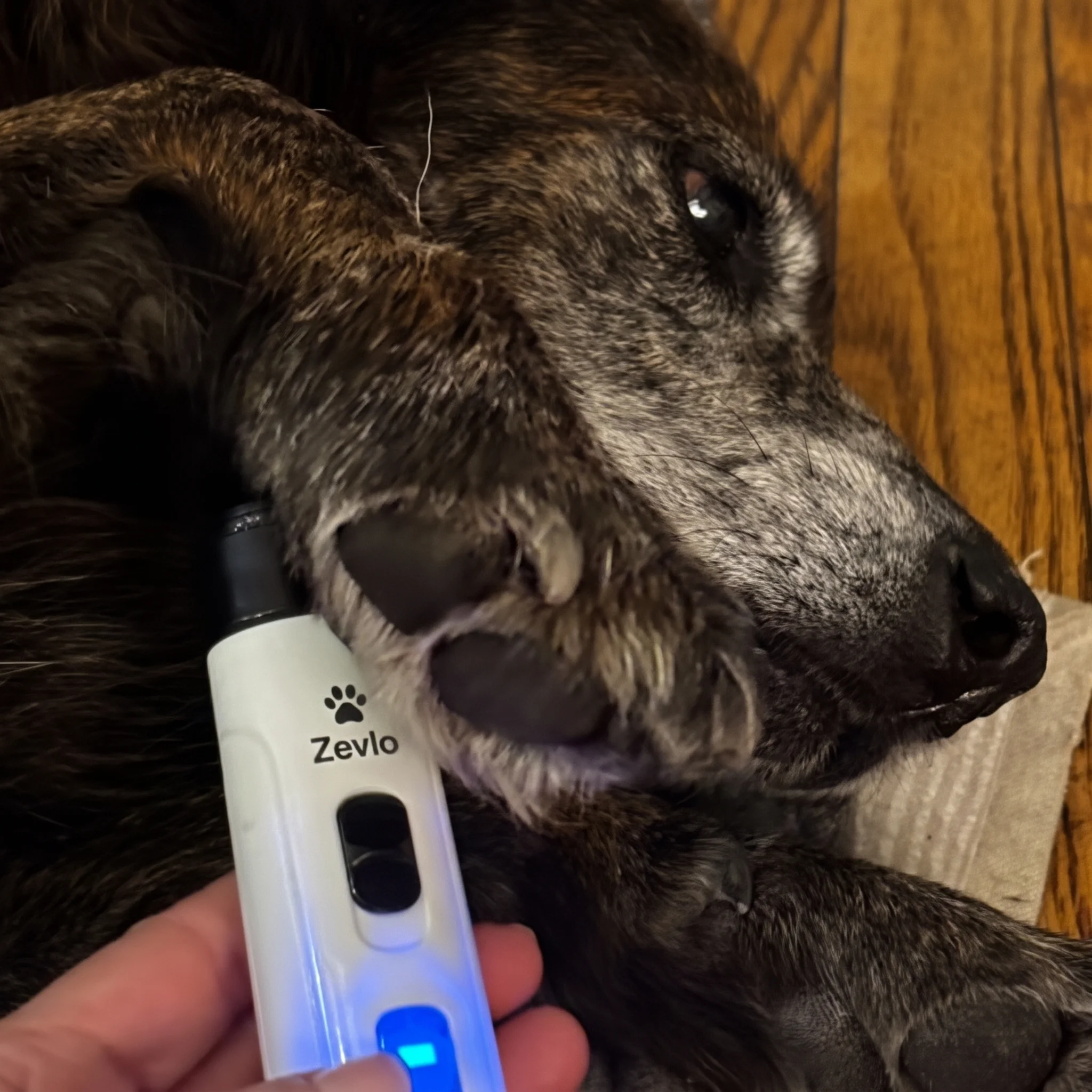 Chien détendu pendant la coupe des griffes