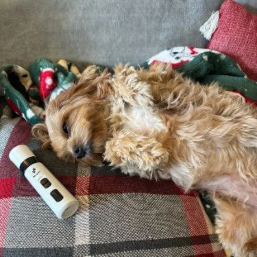 Chien serein après le toilettage des griffes