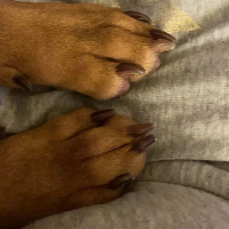 Chien à griffes foncées détendu pendant la coupe